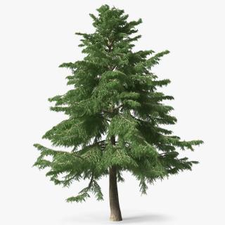 Cedrus Libani Green Tree 3D model