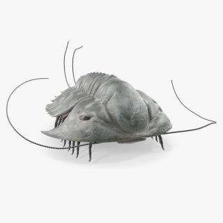 Trilobite Extinct Marine Arachnomorph Arthropod Rigged 3D model