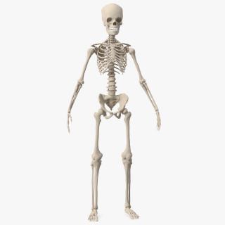 3D Young Man Skeleton model