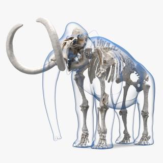 Adult Mammoth Clean Skeleton Shell 3D model