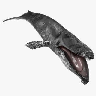 Baleen Whale Balaenoptera Musculus Old Fur 3D
