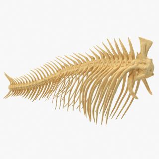 3D model Fish Vertebrae Bones