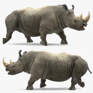 3D Rhino Adult Walking Pose Fur model