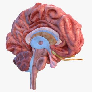 Human Brain Anatomy Section 3D