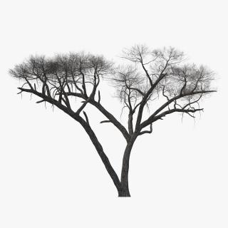 3D Winter Acacia Tree model