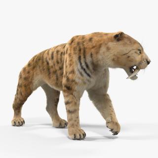 Saber Tooth Tiger Walking Pose with Fur 3D model