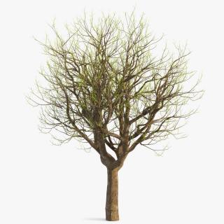 3D Old Pistachio Tree model
