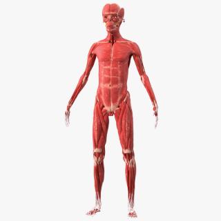 Young Male Muscle System 3D model