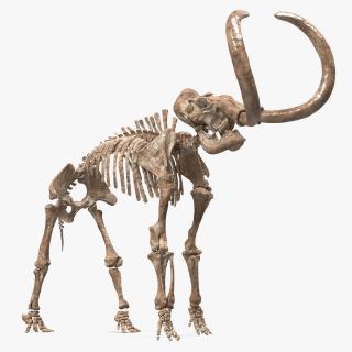 3D model Mammoth Skeleton Old Bones Standing Pose