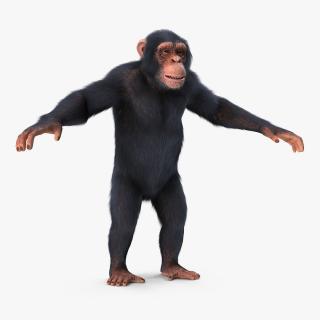 Chimpanzee T-Pose Light Fur 3D