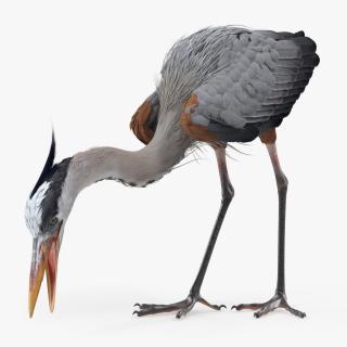3D Great Blue Heron Eating Pose model