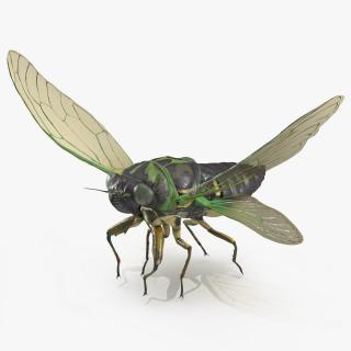 Cicada Pose Takeoff 3D model