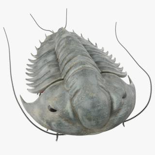 Trilobite Extinct Marine Arachnomorph Arthropod 3D
