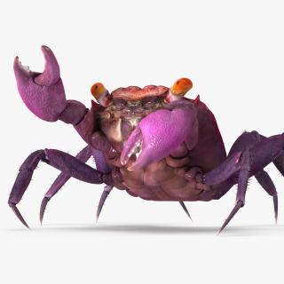 Vampire Crab Geosesarma Rigged with Fur 3D model