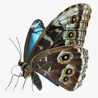 3D model Peleides Blue Morpho Butterfly