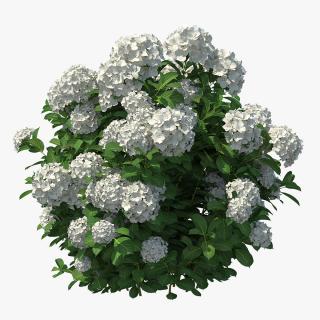 White Hydrangea Macrophylla Bush 3D