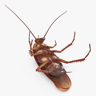 3D Animated Cockroach Upside Down Rigged for Maya