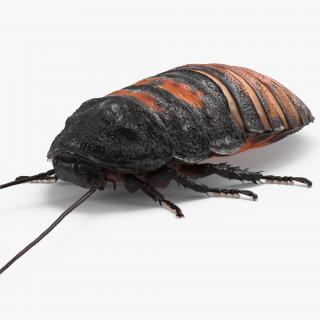3D Madagascar Giant Hissing Cockroach with Fur model