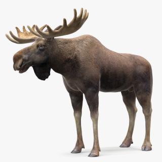 Moose No Fur 3D