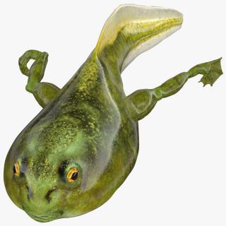 Tadpole with Legs Rigged 3D model