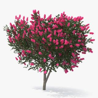 Evergreen Small Tree Myrtle 3D