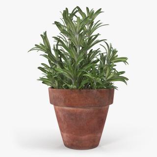 3D Rosemary Plant in Pot