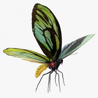 3D Queen Alexandras Birdwing Butterfly Rigged with Fur