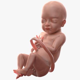 3D model Baby Boy at 28 Weeks