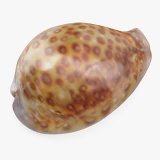 Sea Shell White-spotted Cowry 3D model