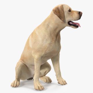 3D Labrador Dog White Sitting