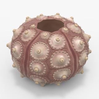 3D model Decorative Pink Sputnik Sea Urchin Shell