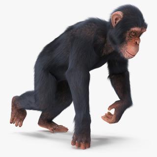 Animated Chimpanzee Walks Light Skin Fur Rigged 3D