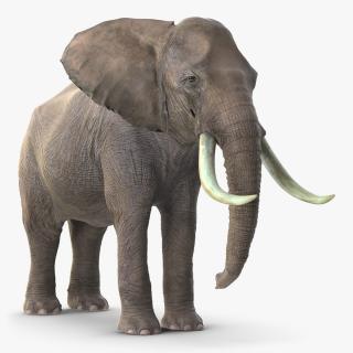 3D Animated Elephant Waiting Fur Rigged