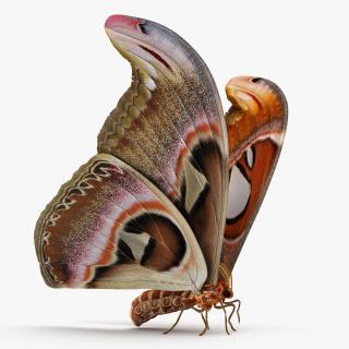 3D Large Atlas Moth