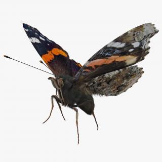 Vanessa Atalanta Butterfly Flying Pose with Fur 3D