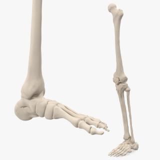 Male Leg Skeleton 3D