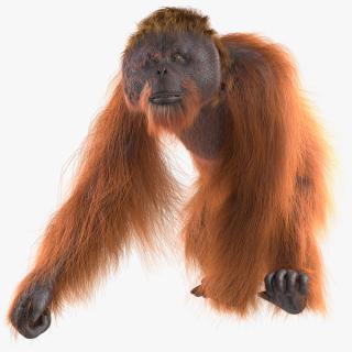 3D Orangutan Walking Fur