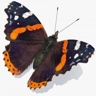 3D model Vanessa Atalanta Butterfly with Fur