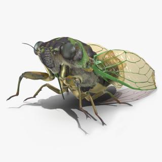 Cicada Fur Rigged 3D