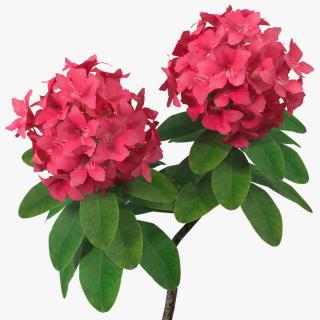 3D Red Rhododendron Flower model