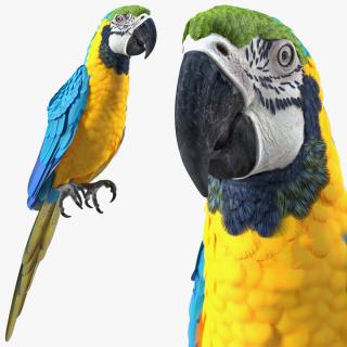 3D Blue and Yellow Macaw Parrot Sitting Pose