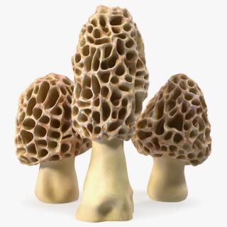 3D model Morel Mushrooms