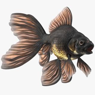 Black Moor Goldfish 3D model