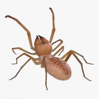 3D model Wind Scorpion Spider