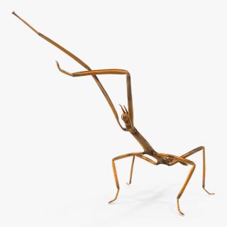 3D model Stick Insect Brown Attack Pose