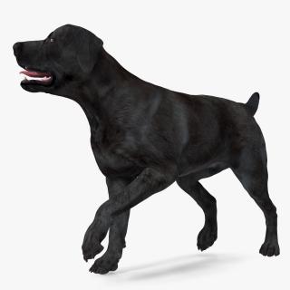 3D Labrador Dog Black Walking