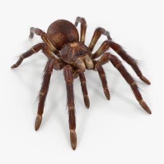 3D Goliath Birdeater with Fur Rigged model