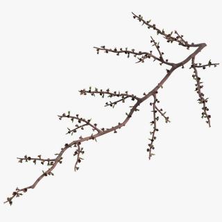 Naked Tree Branch 3D
