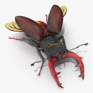 3D model Lucanus Cervus Stag Beetle Fur
