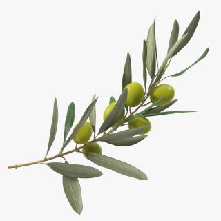 3D model Olive Branch with Green Olives